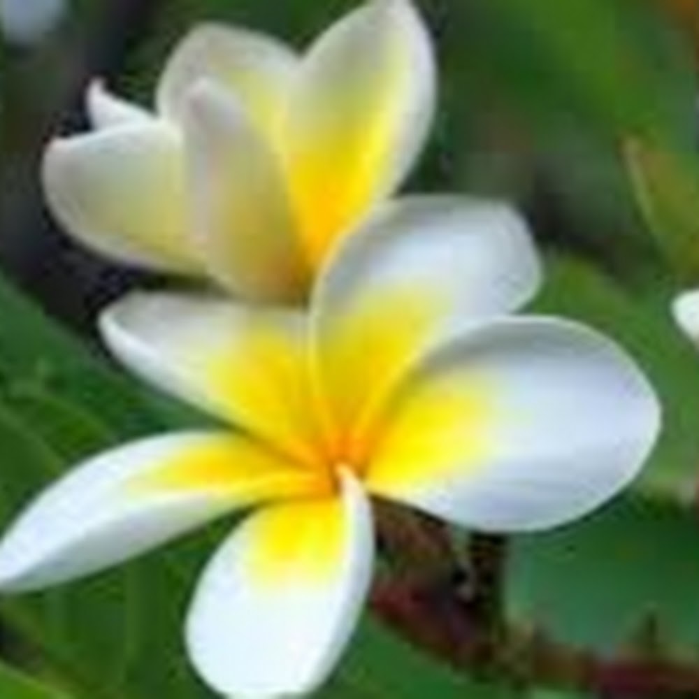 Meet your Posher, Kae